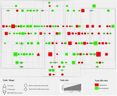 Characterization and Duodenal Transcriptome Analysis of Chinese Beef Cattle With Divergent Feed Efficiency Using RNA-Seq